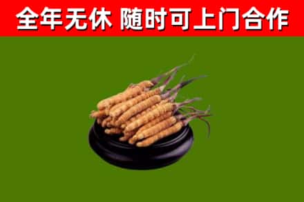 枣庄回收散虫草