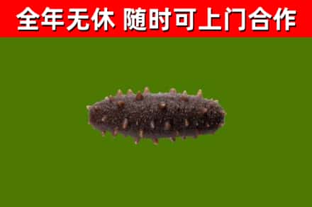 枣庄回收海参干